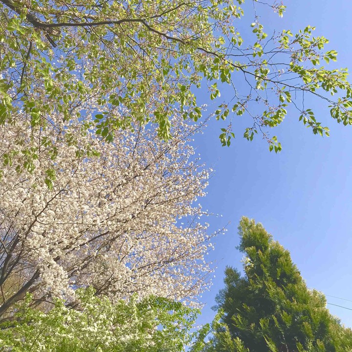spring