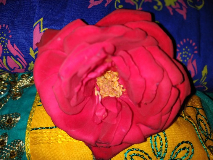 rose