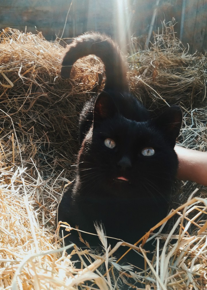 cat??