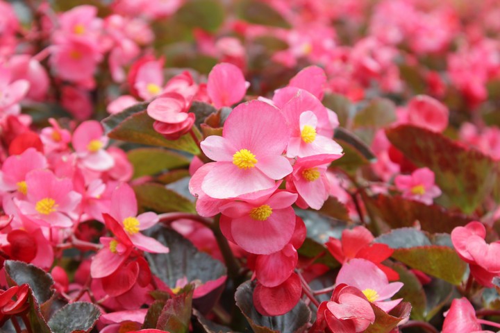 flower in central java, Indonesia