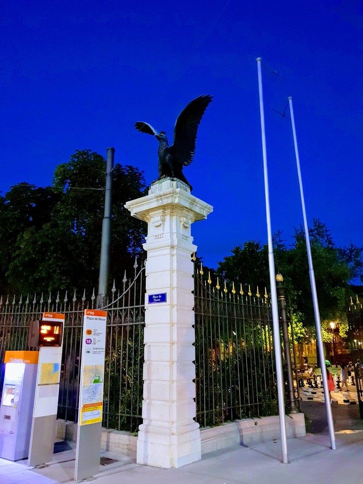 night eagle