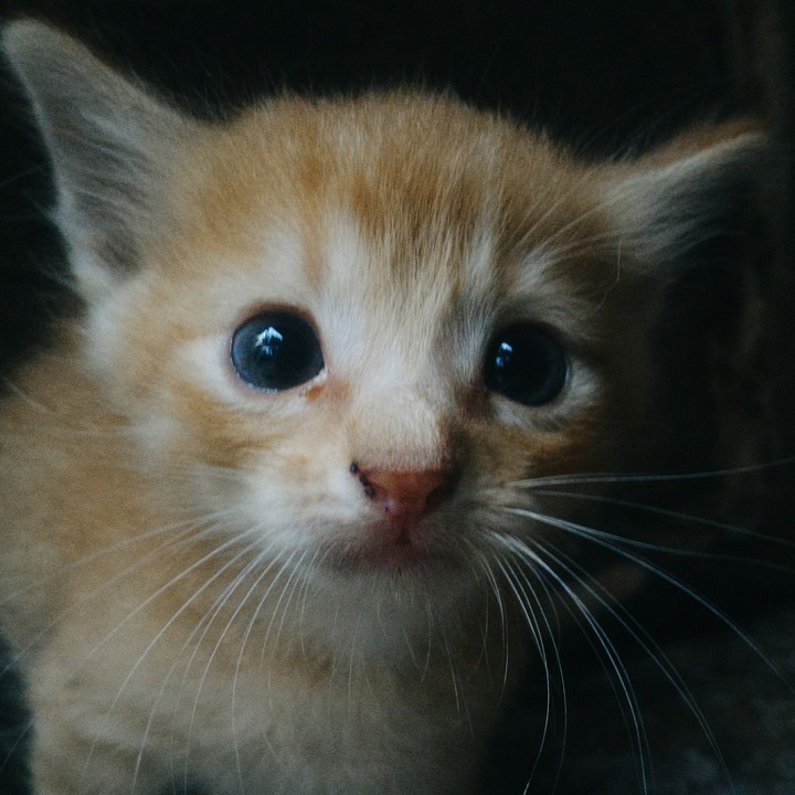 Innocent