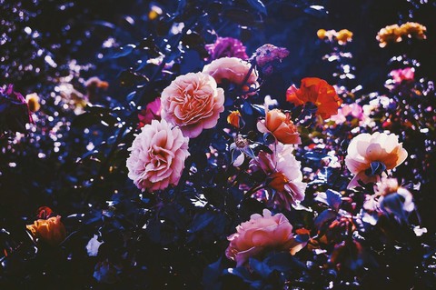 ταπετσαρίες flower, blossom