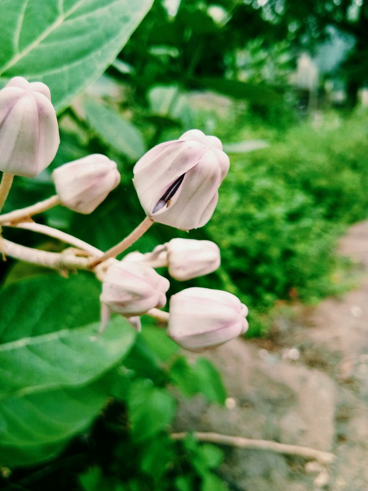 Flower