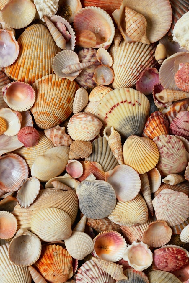 conchas