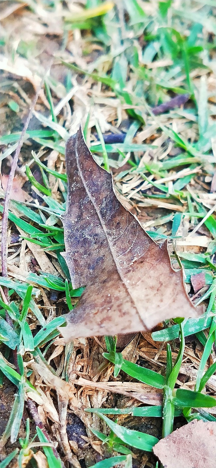 A Leaf of Neem (Azadirachta Indica)