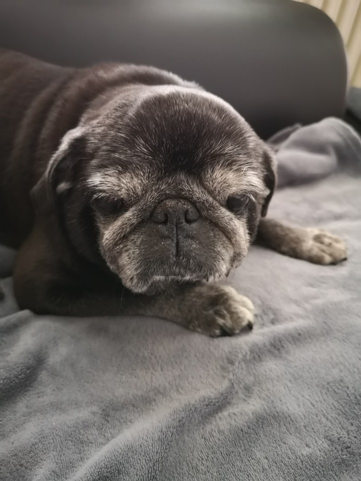 Olddog