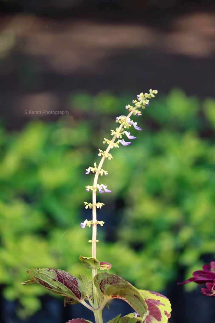 flower