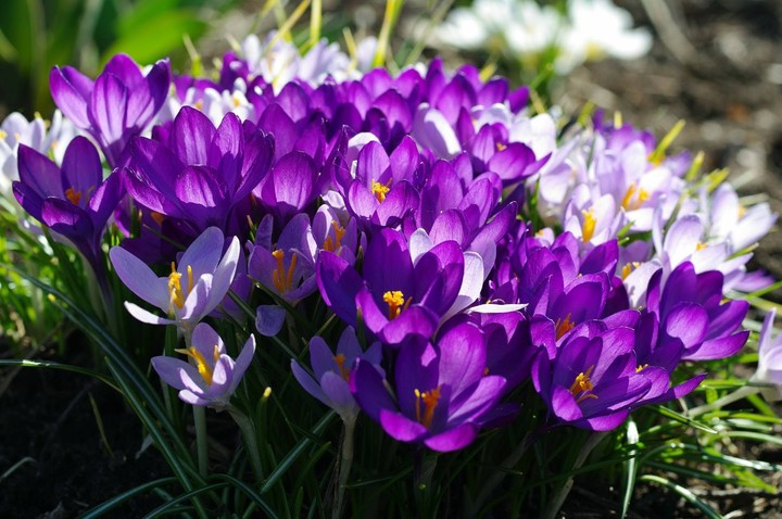 Flowers
