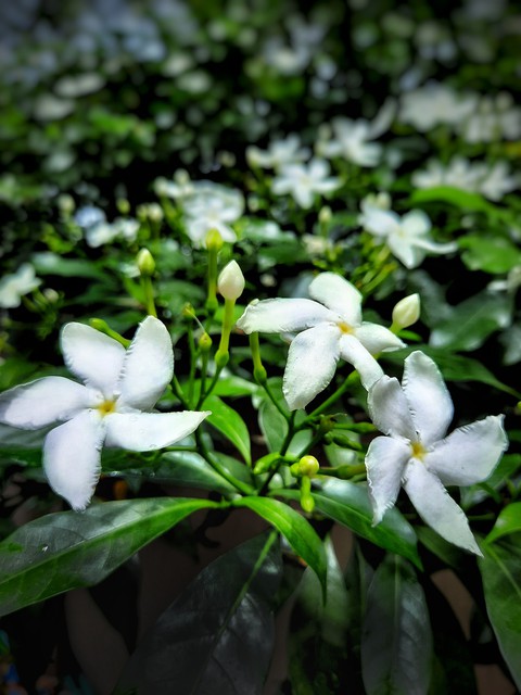 white flower