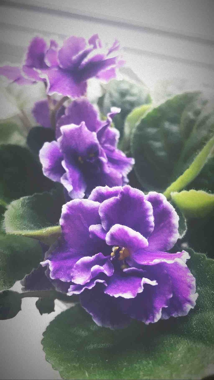 Violet