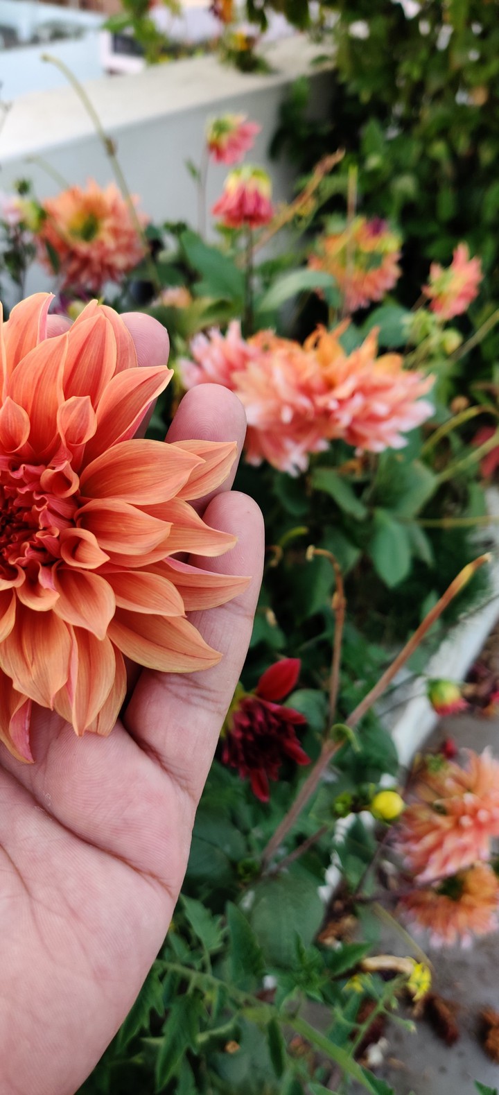 dahlia ?