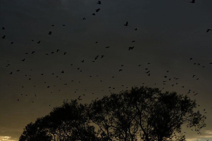 birds
