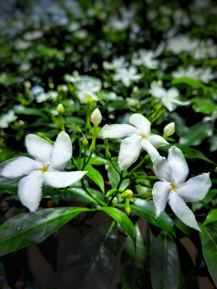 white flower