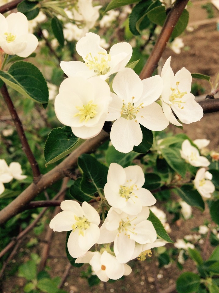 flower..