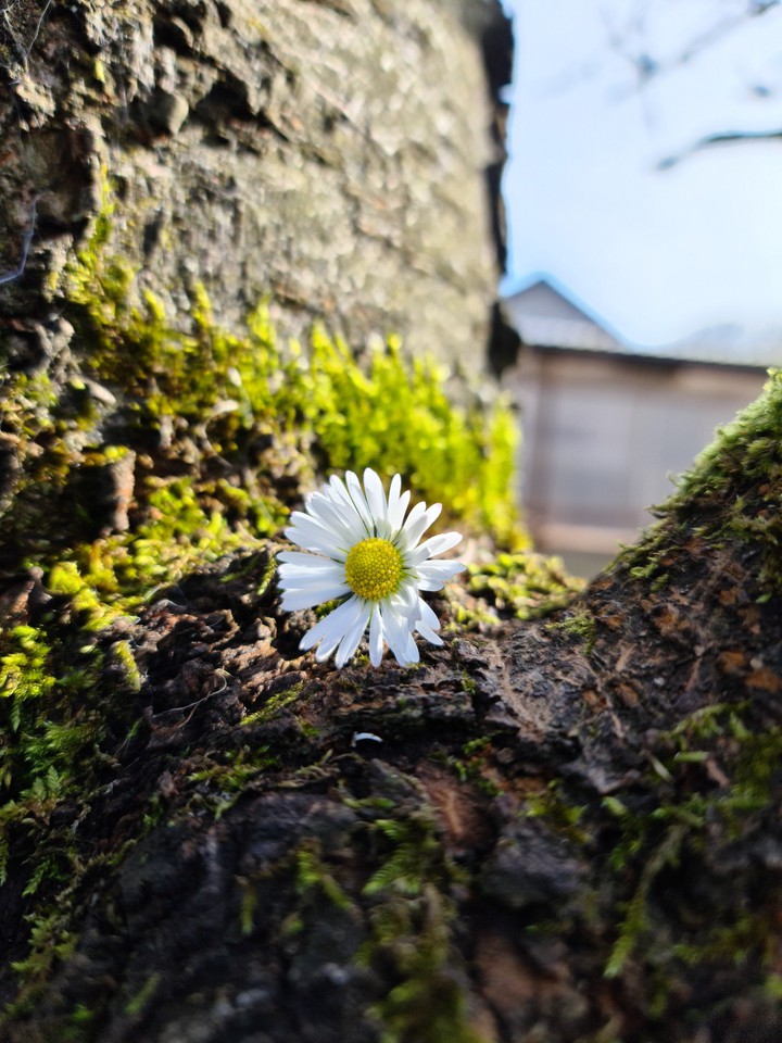 Daisy