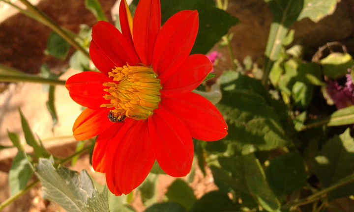 flower