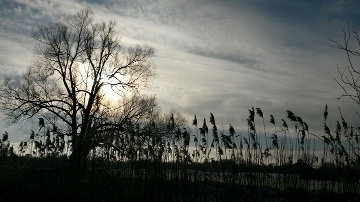 Baum untergang