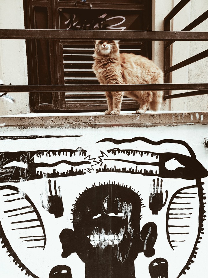 sleepy red cat