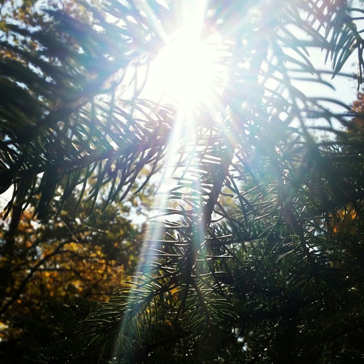 The sunny day