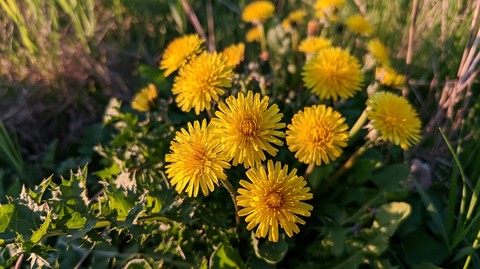 flower, Dandelion achtergronden