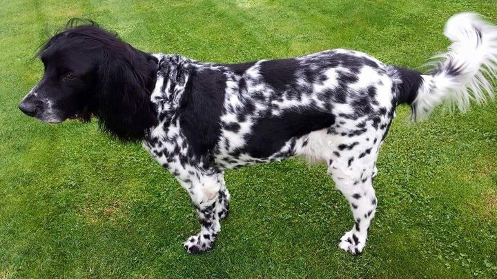 Dog