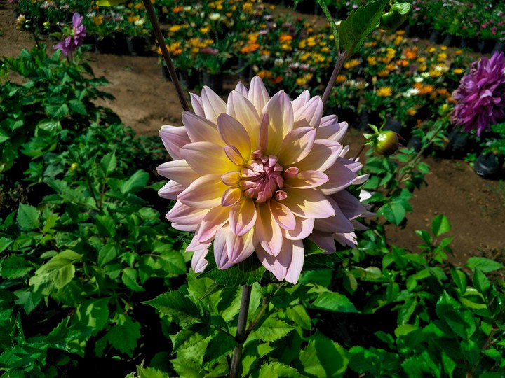 dahlia flower