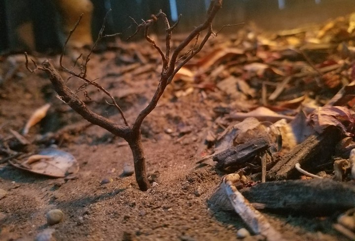 Barren