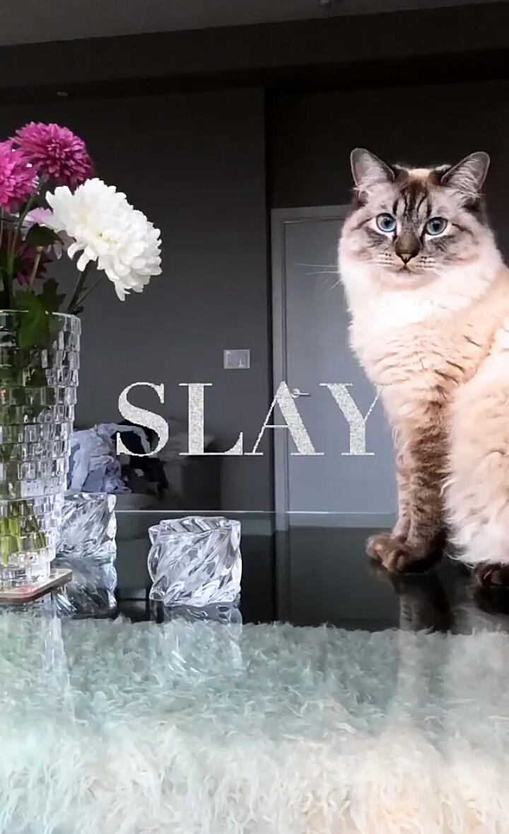 Feline