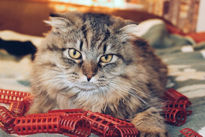 cat