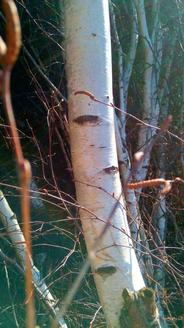 Birch