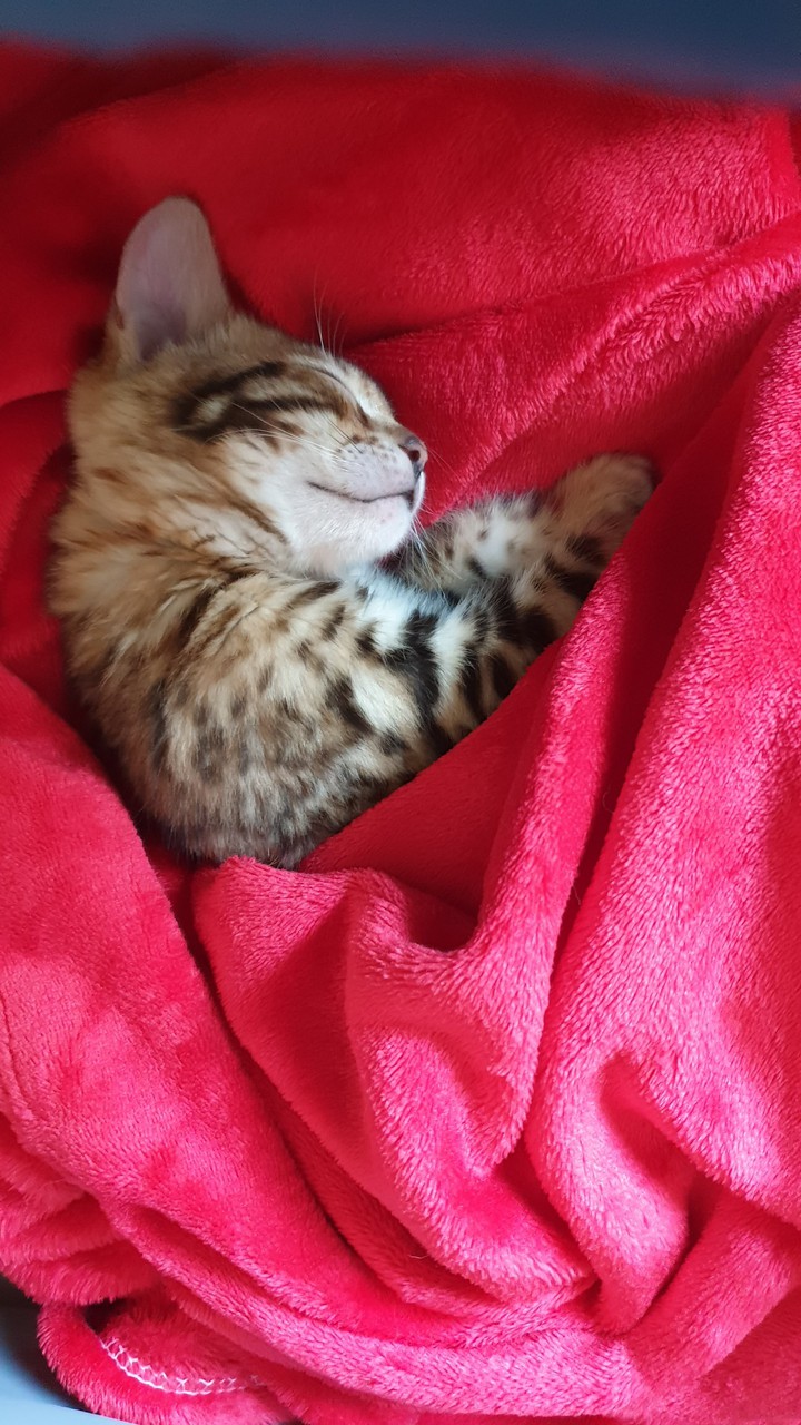 Giorgio Bengali cat