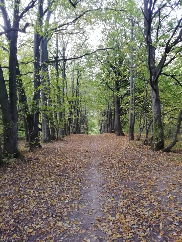 Forest