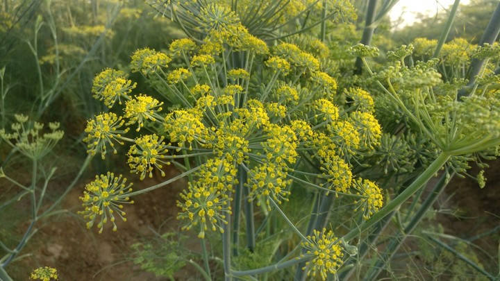 fennel