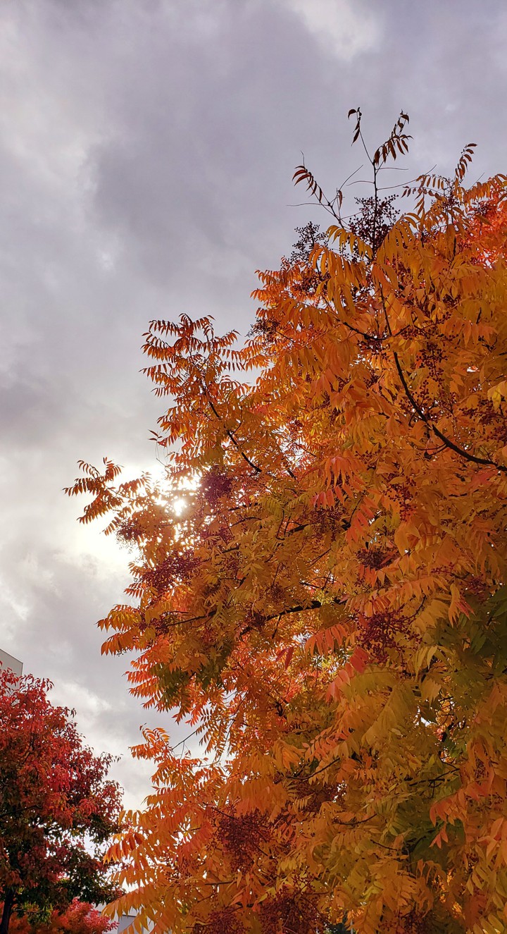 Rainy Day in Autumn