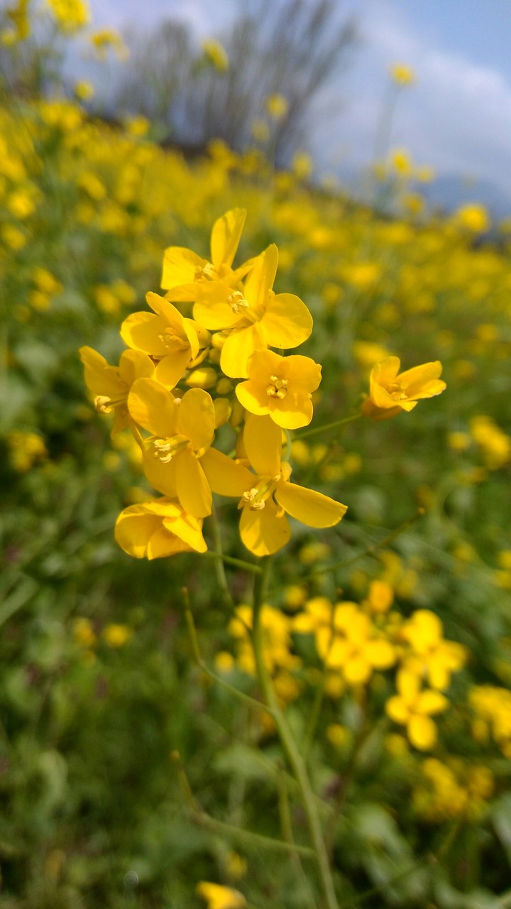 mustard
