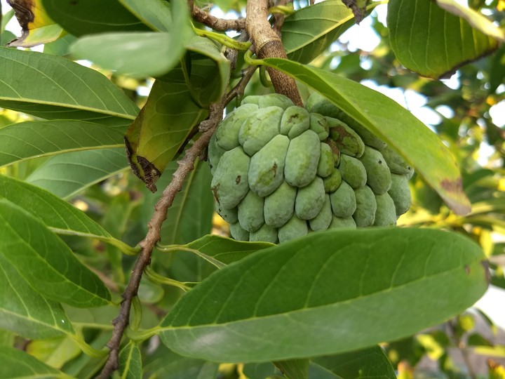 Sugar Apple