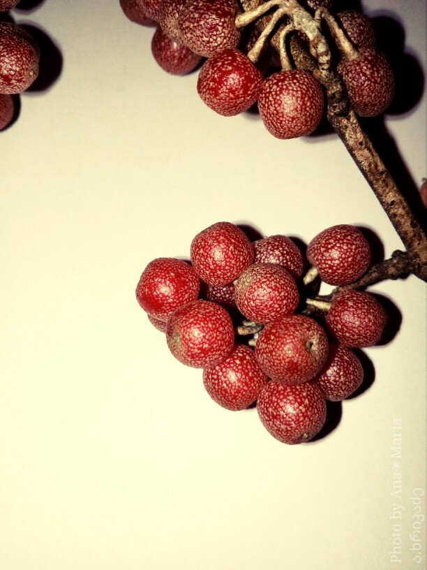 Fruit