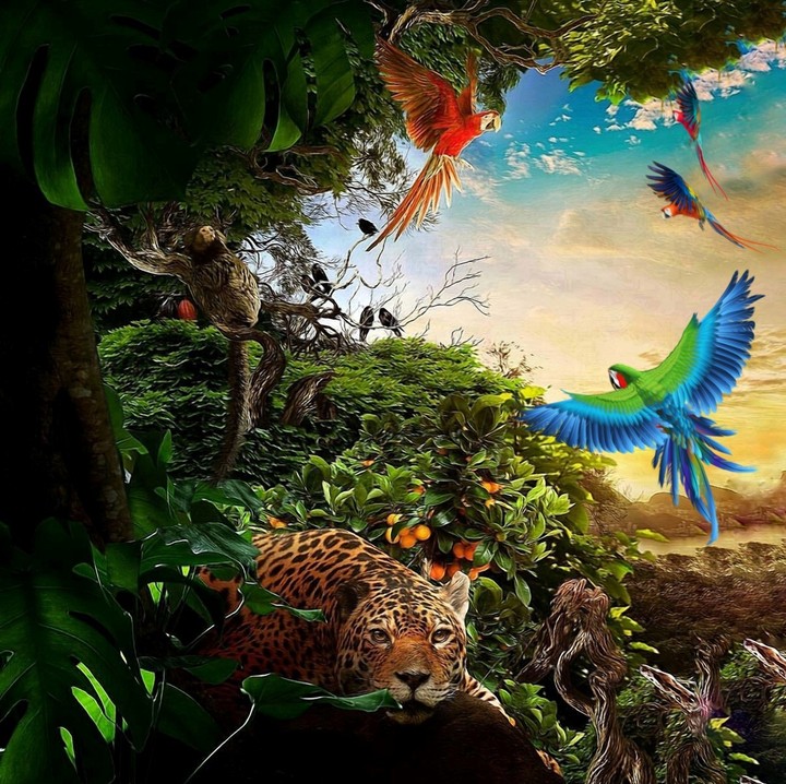 tropic