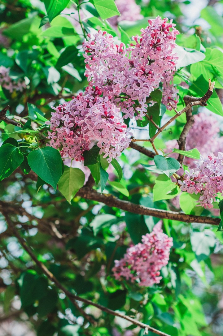 lilac