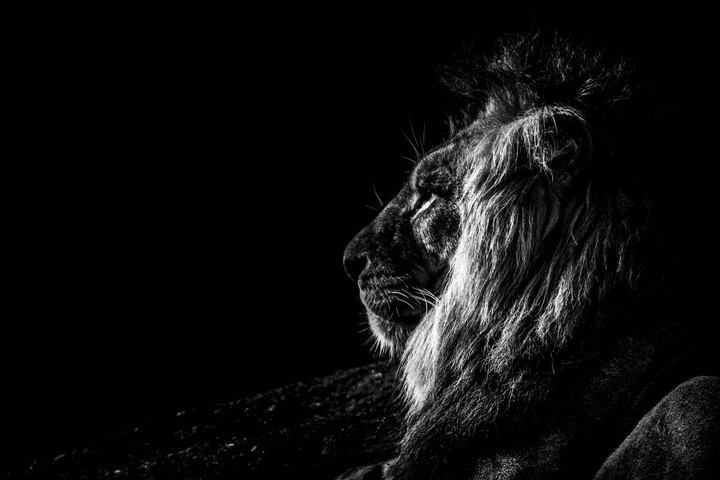 lion