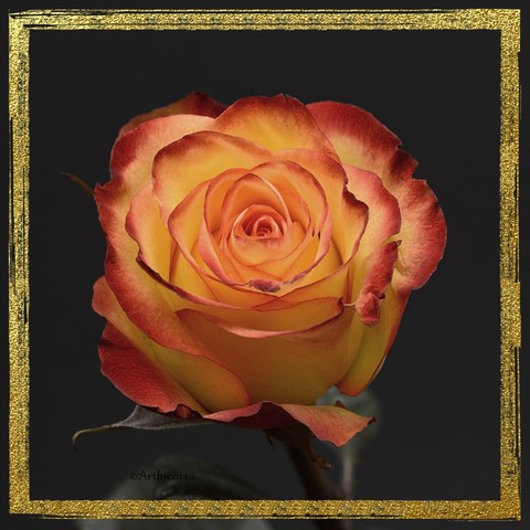 Orange, flower वॉलपेपर