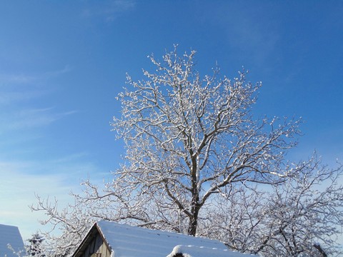 winter