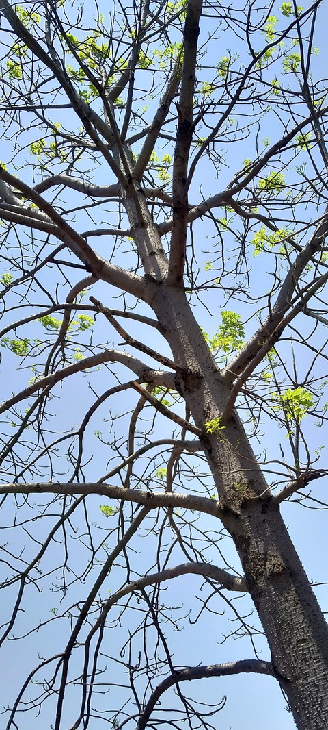 The Silk Floss Tree