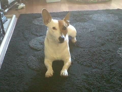 Wor Bud