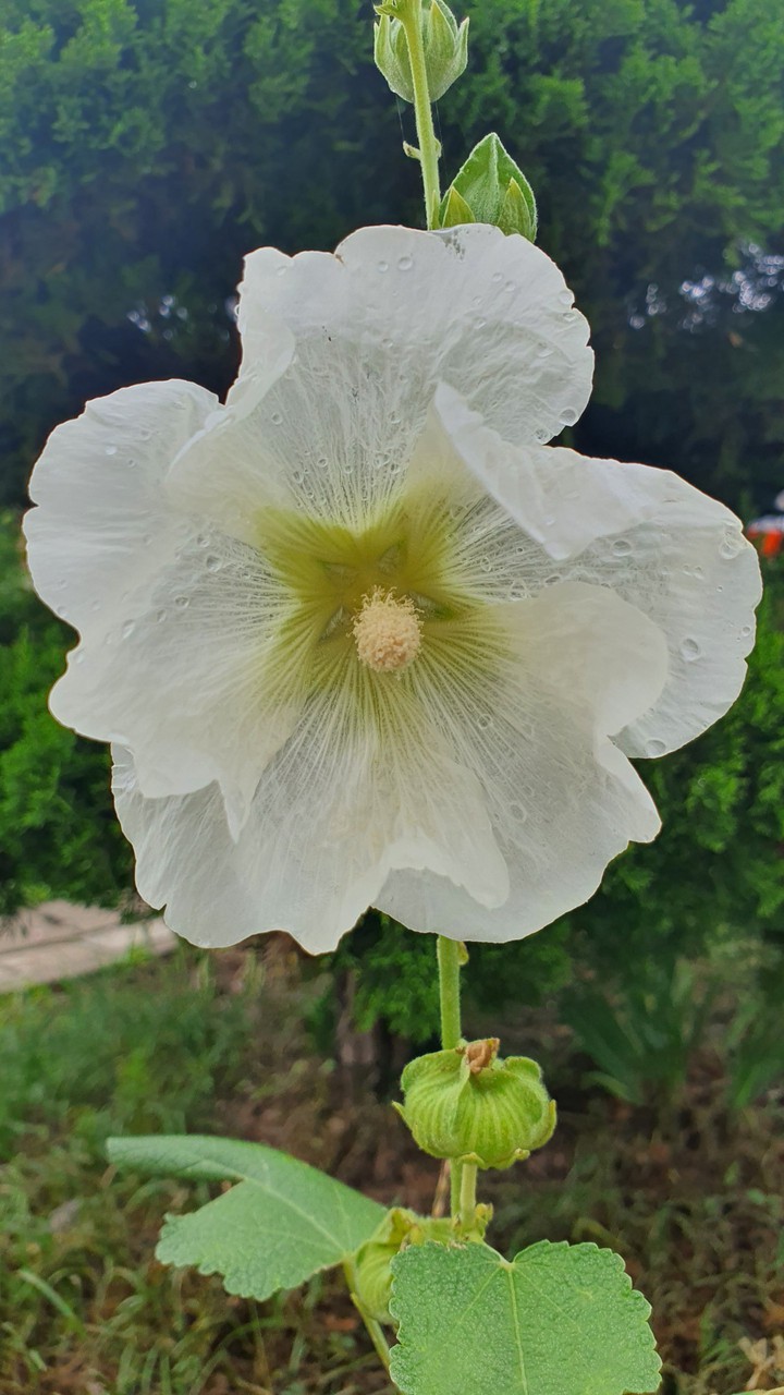 Althaea rosea