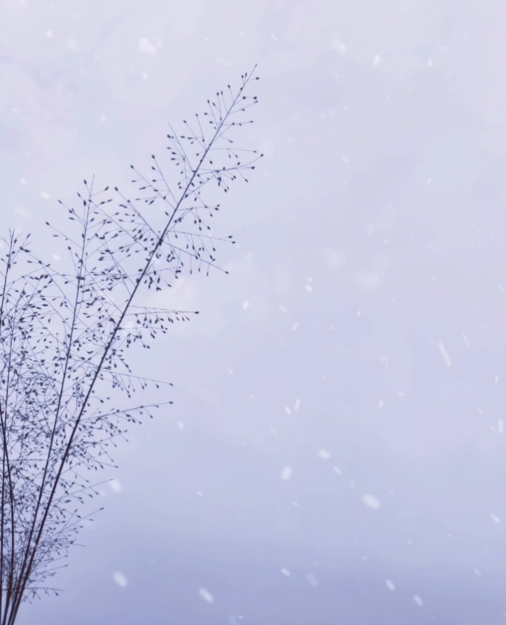 snowfall❄️