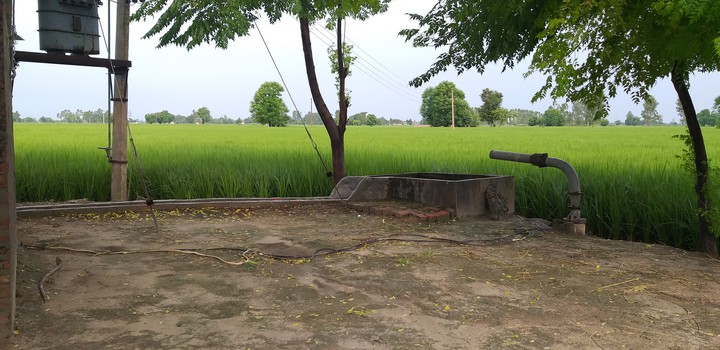 farm