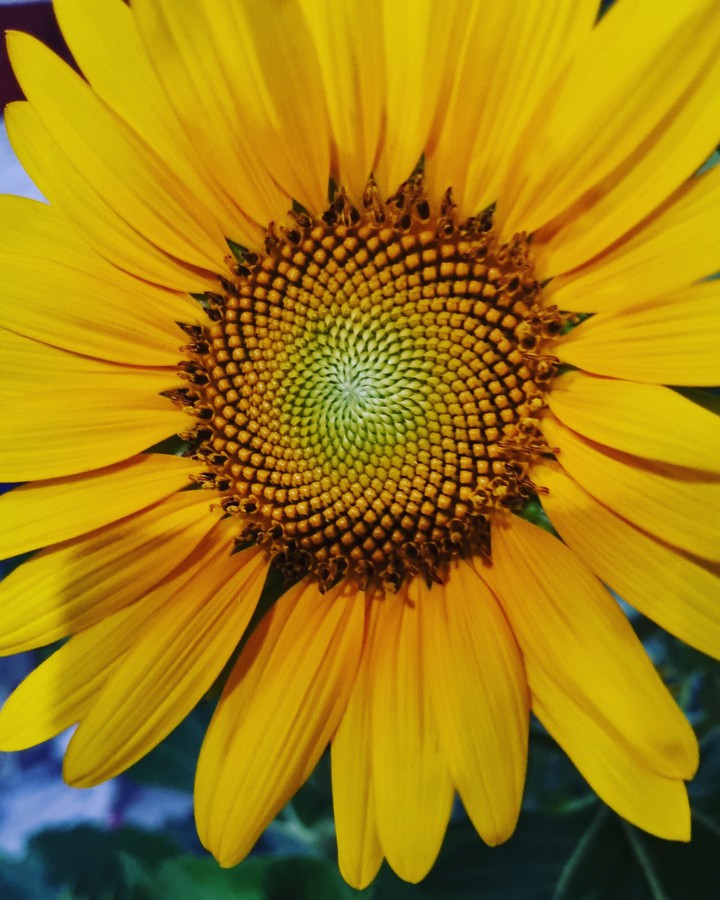 sunflower