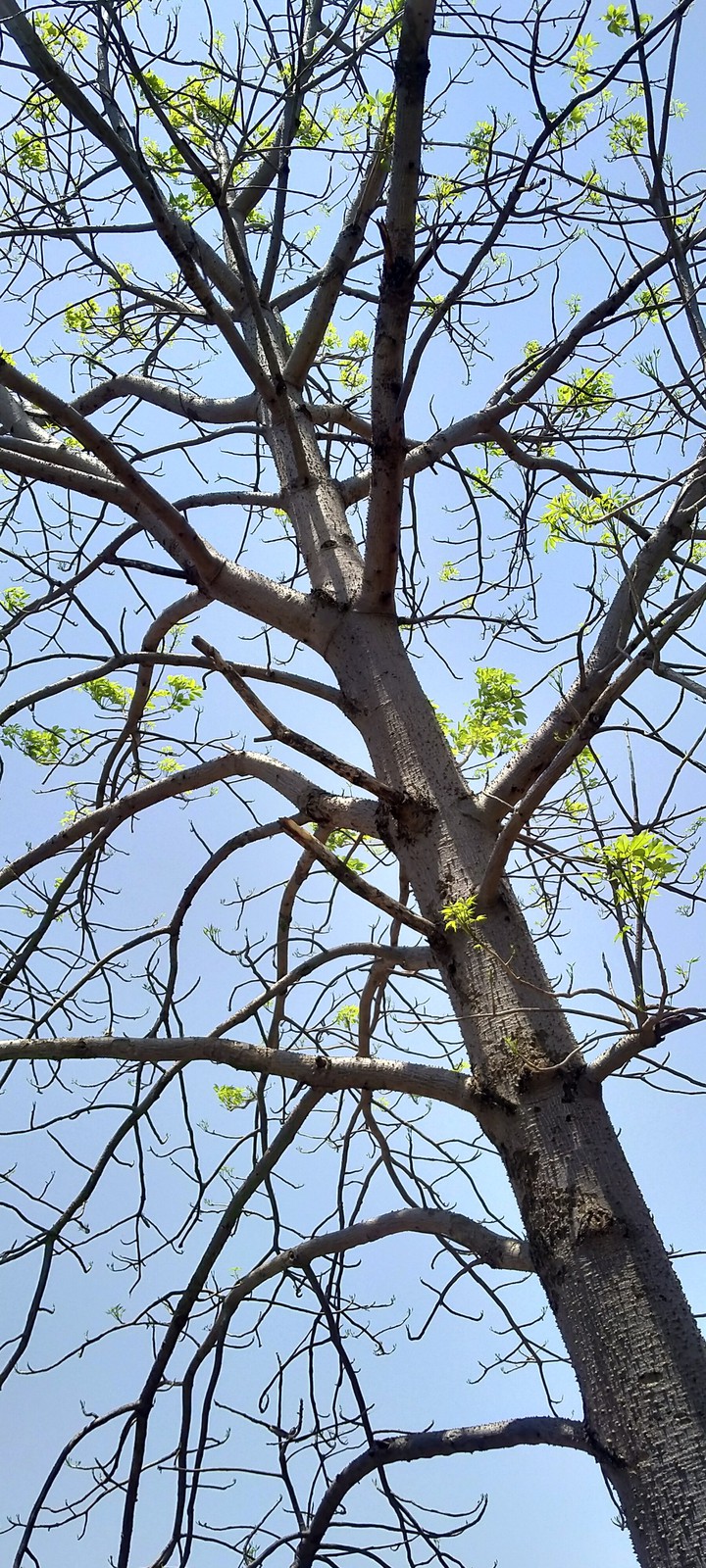 The Silk Floss Tree